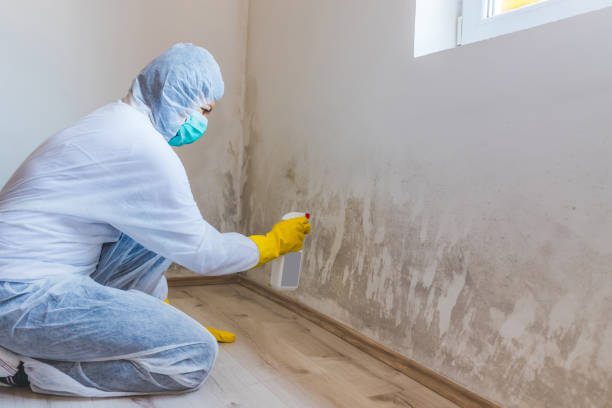 Licensed Mold Remediation service in Mesquite, TX - WQB Mold Removal